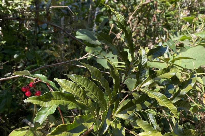 Ardisia medogensis photo 2