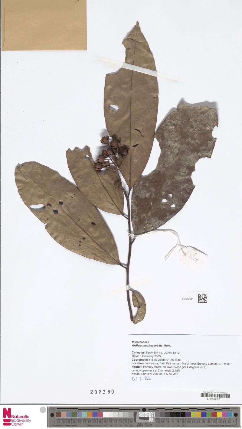 Ardisia megistosepala