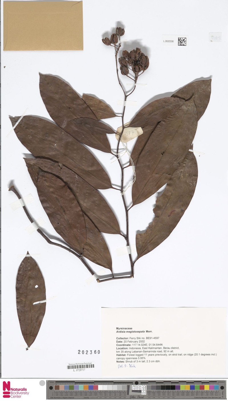 Ardisia megistosepala photo 2
