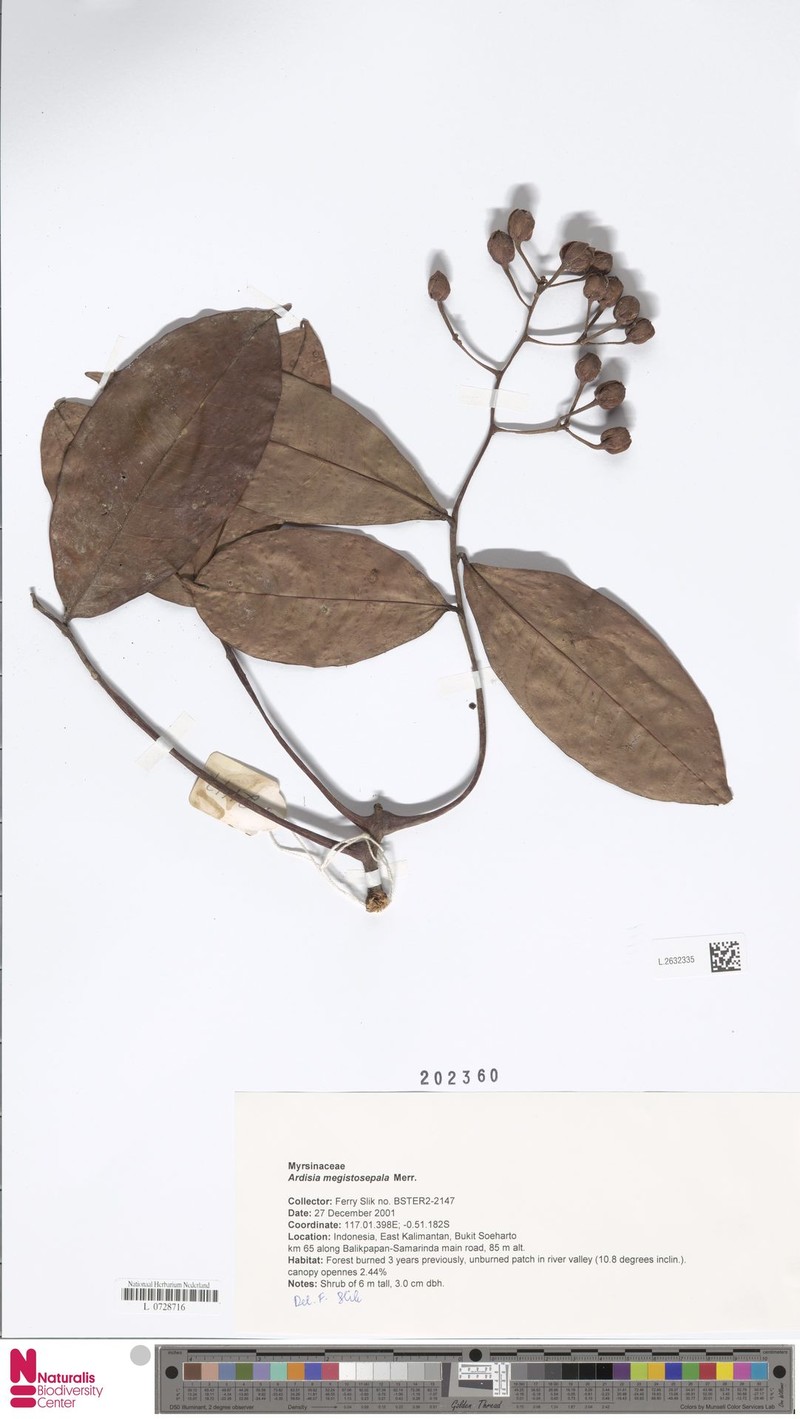 Ardisia megistosepala photo 3