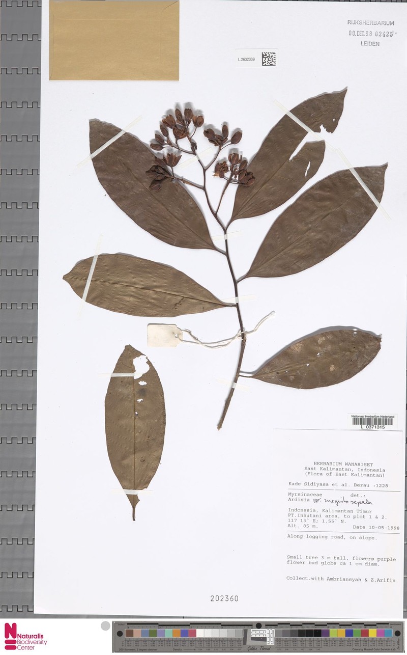 Ardisia megistosepala photo 4