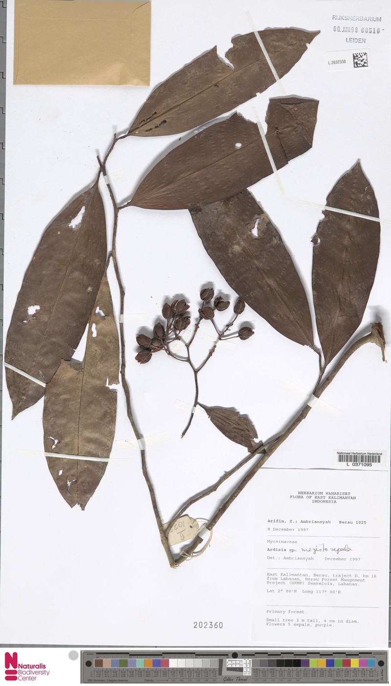 Ardisia megistosepala photo 5