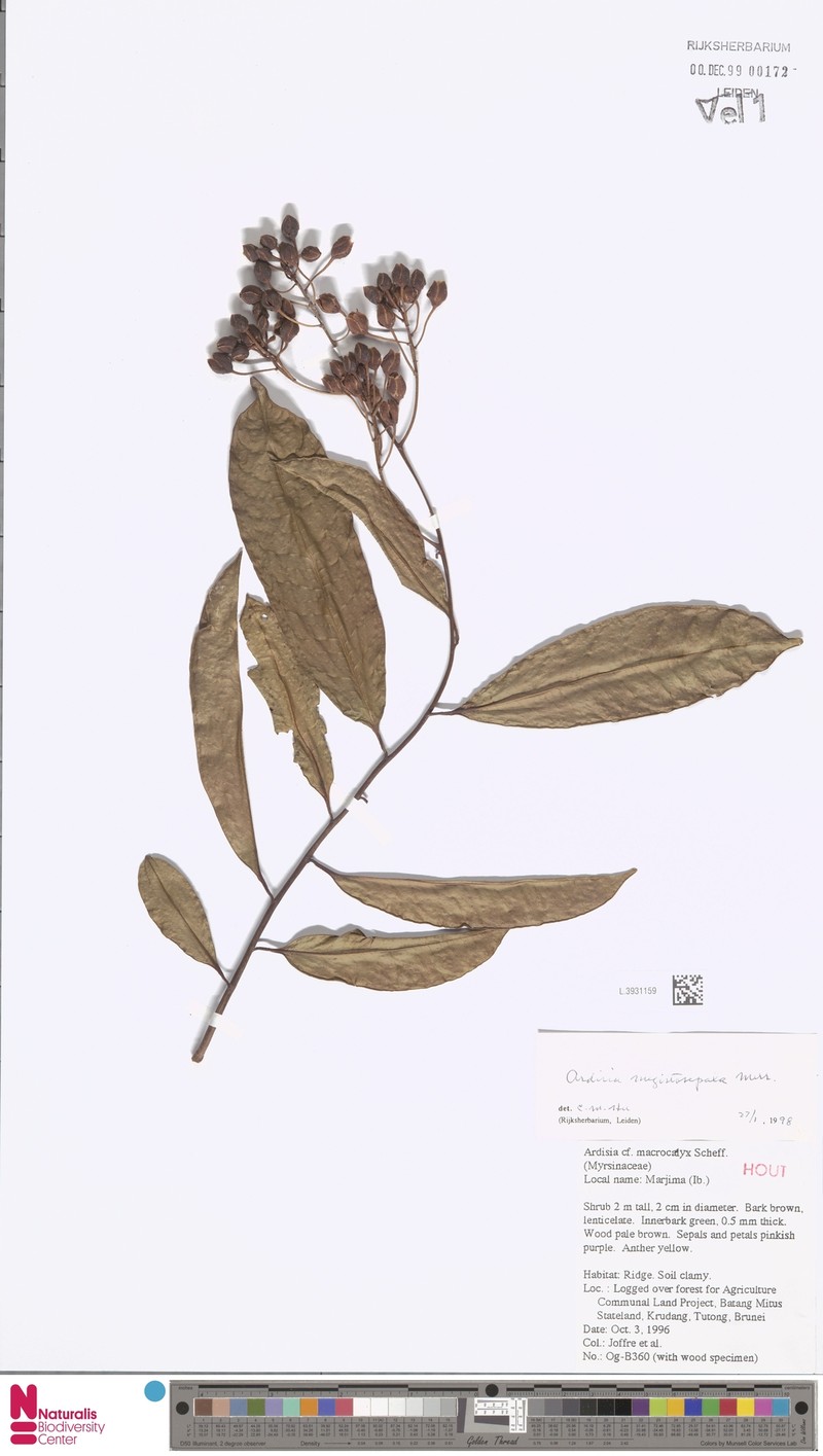 Ardisia megistosepala photo 6