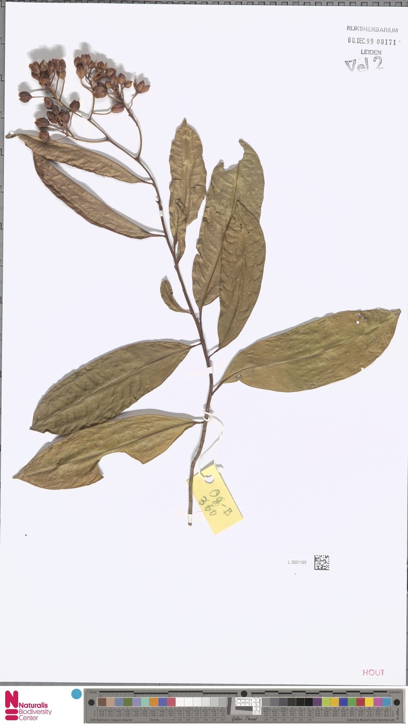 Ardisia megistosepala photo 7