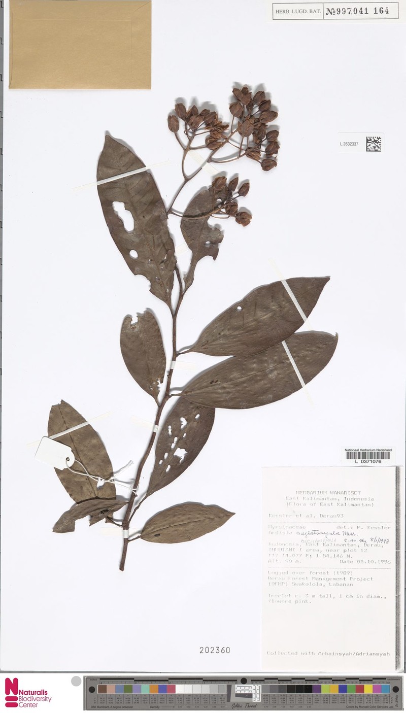Ardisia megistosepala photo 8