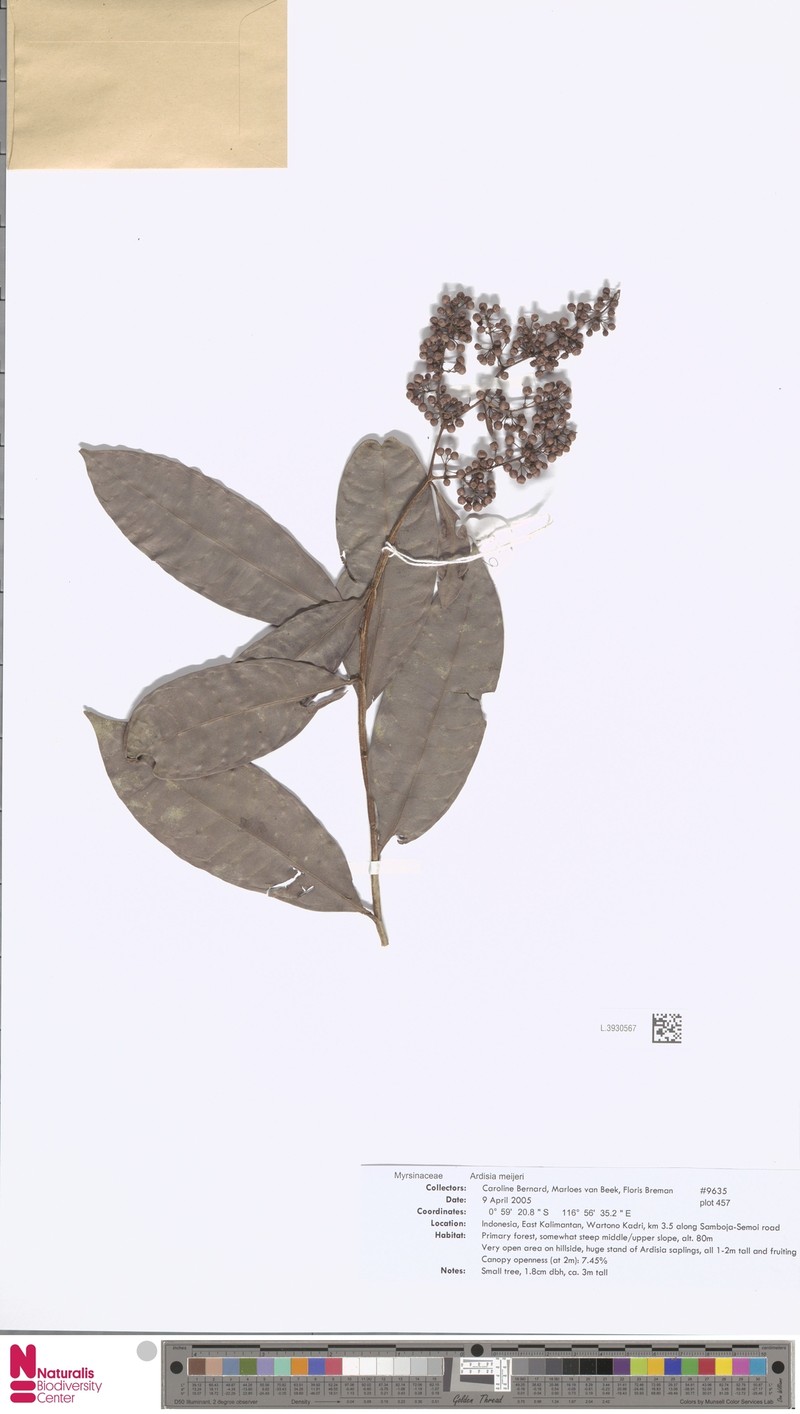 Ardisia meijeri