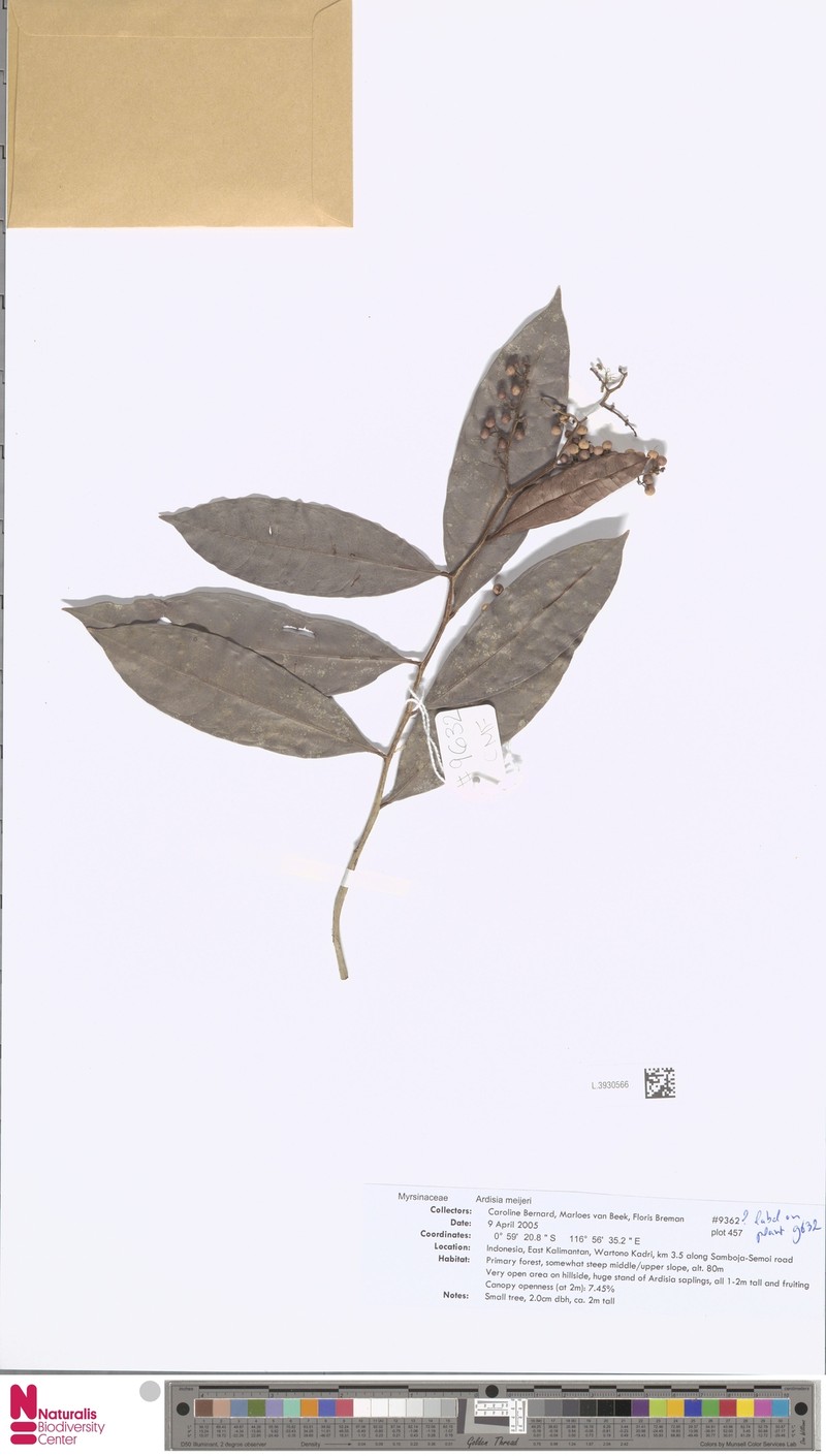 Ardisia meijeri photo 2