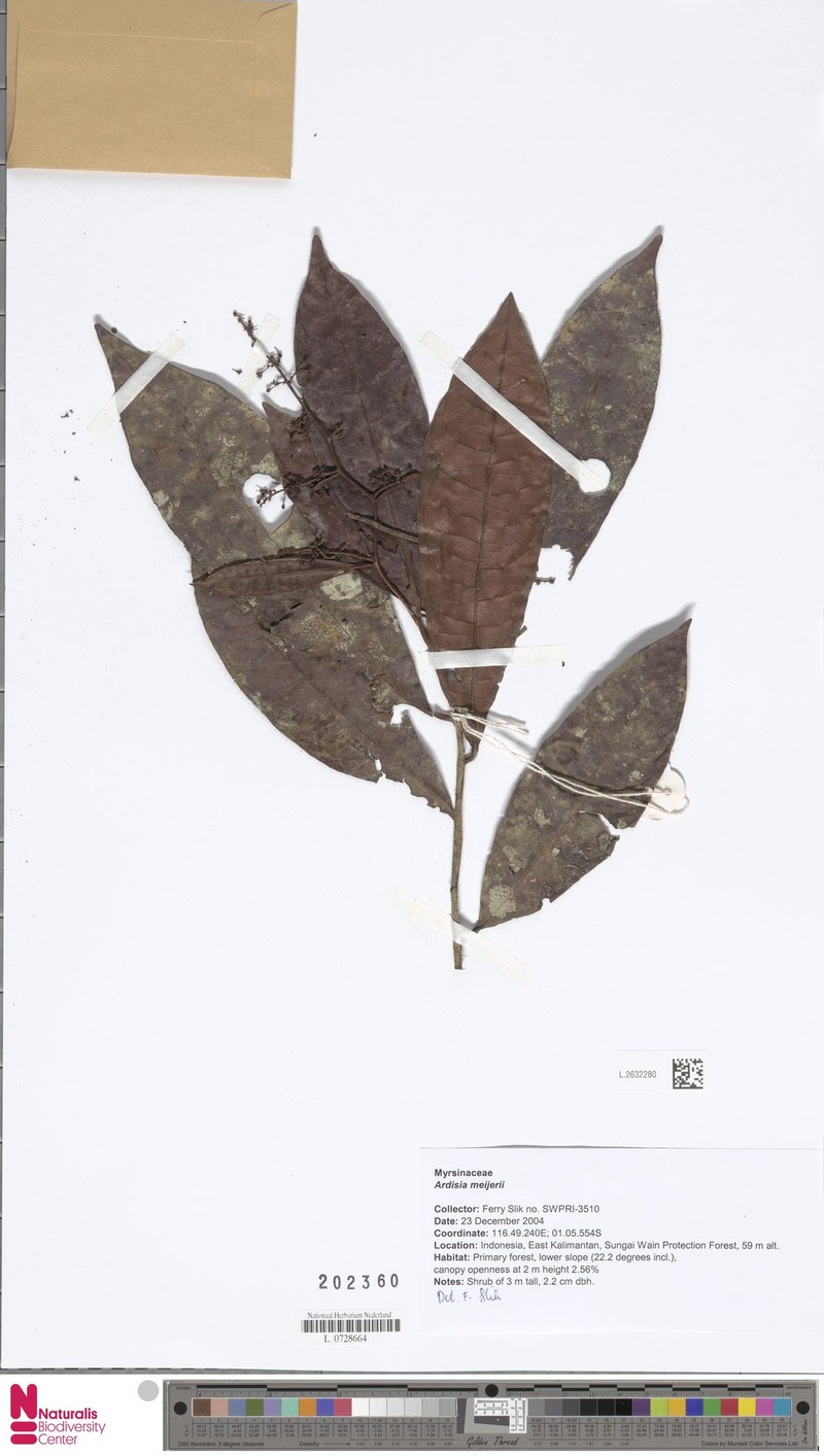 Ardisia meijeri photo 3