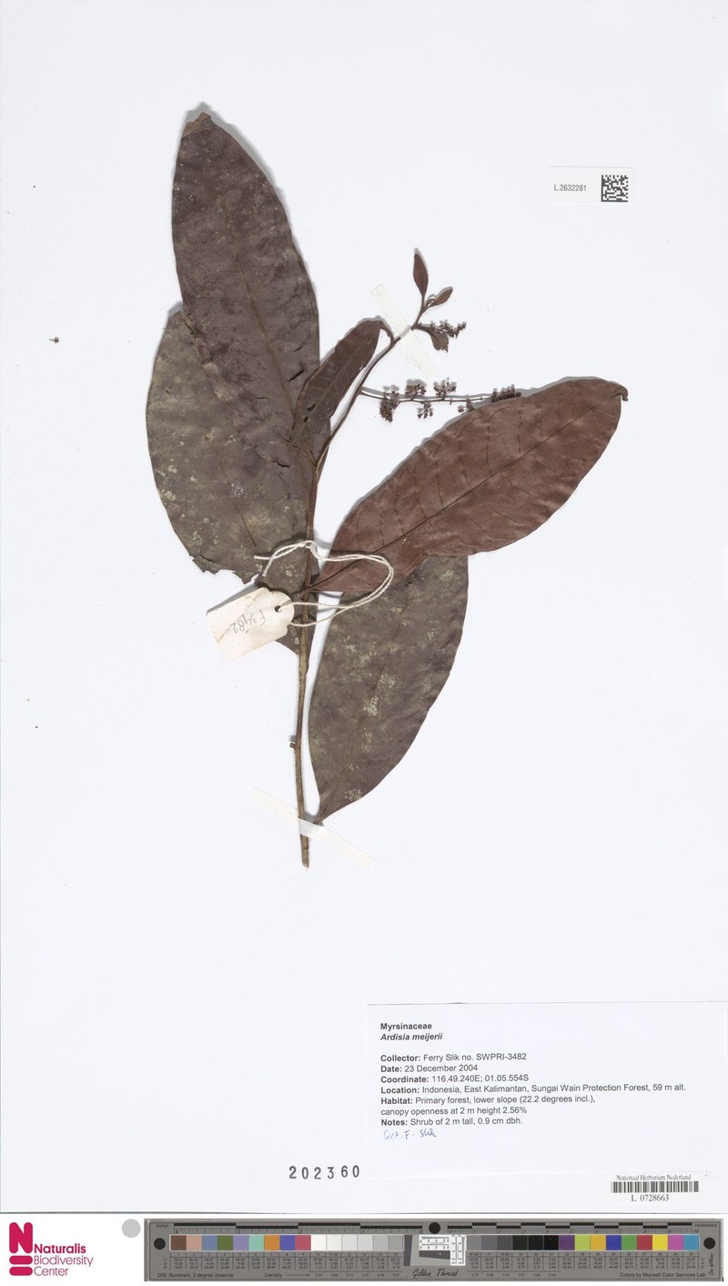 Ardisia meijeri photo 4