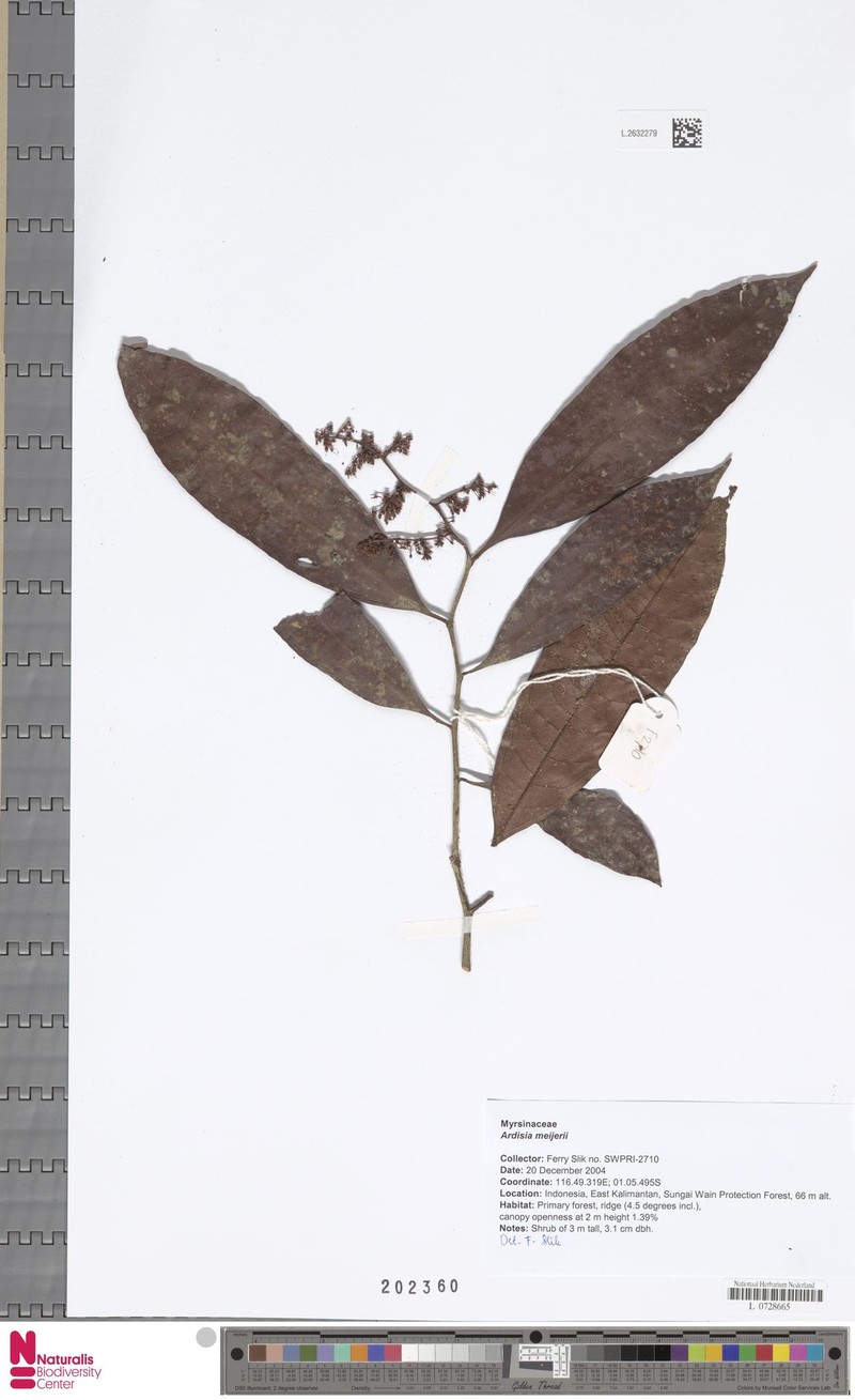 Ardisia meijeri photo 5
