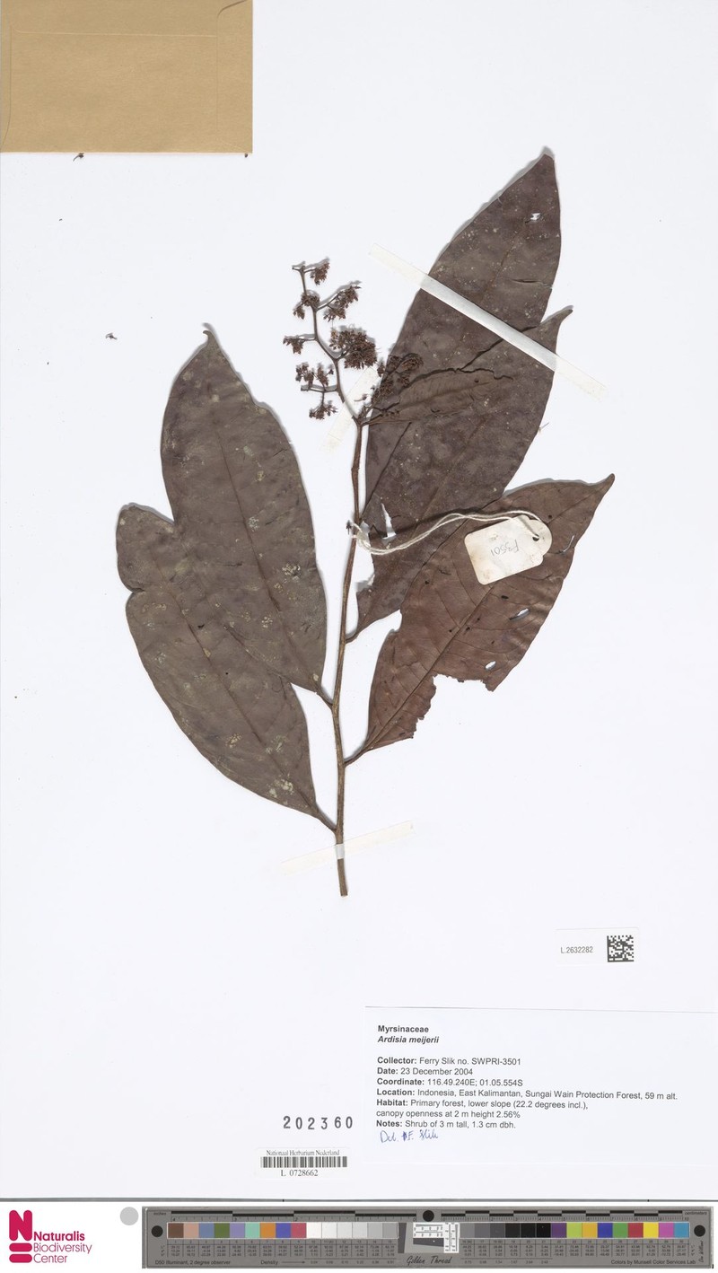 Ardisia meijeri photo 6