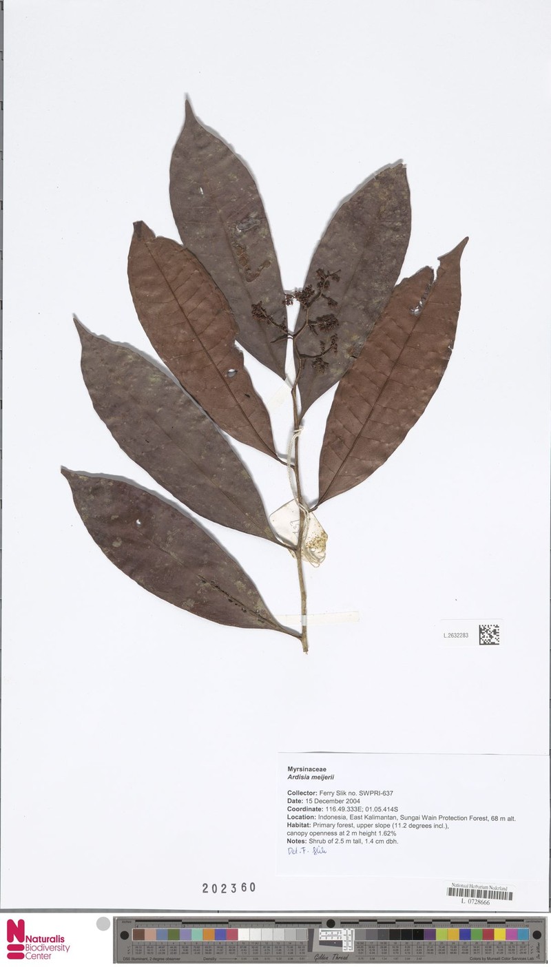 Ardisia meijeri photo 7