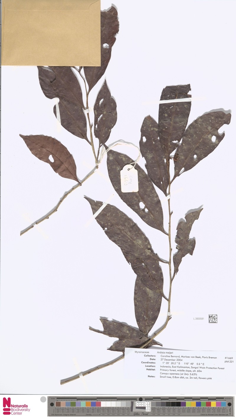 Ardisia meijeri photo 8