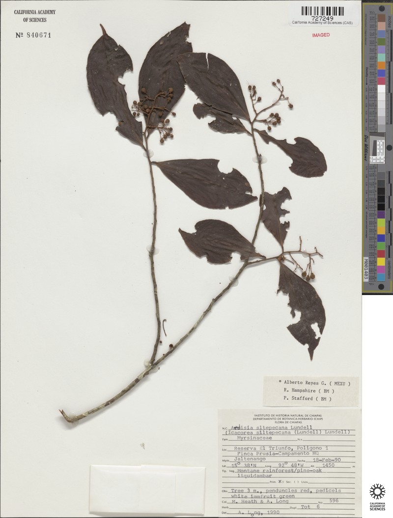 Ardisia mexicana