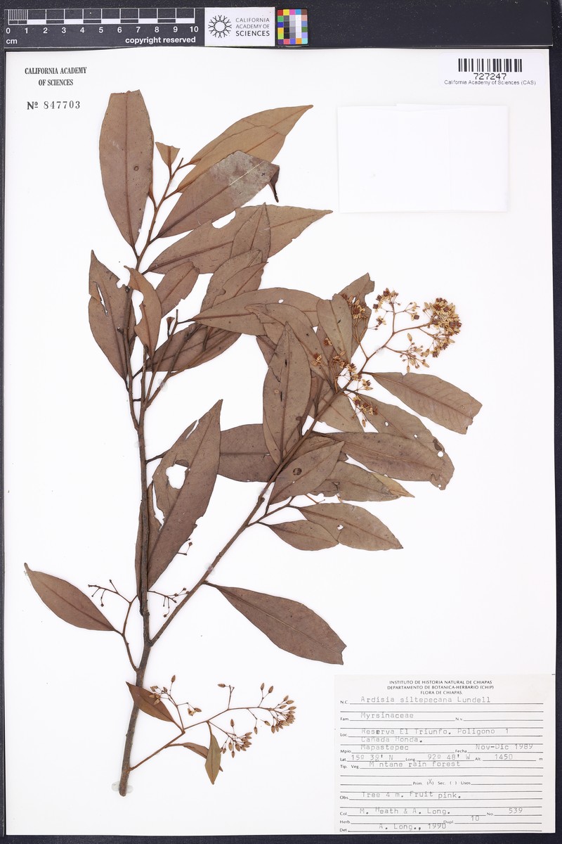 Ardisia mexicana photo 2