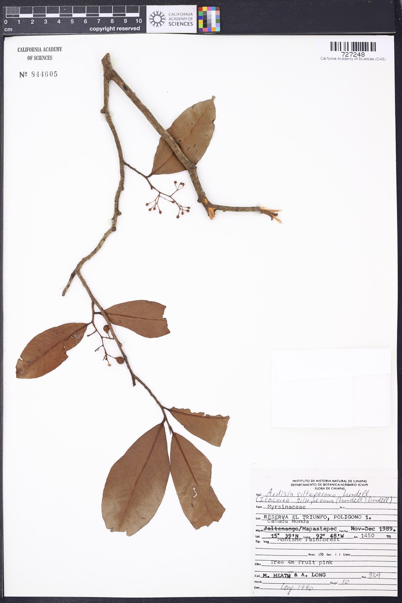 Ardisia mexicana photo 3