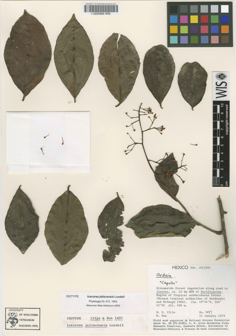 Ardisia mexicana photo 4
