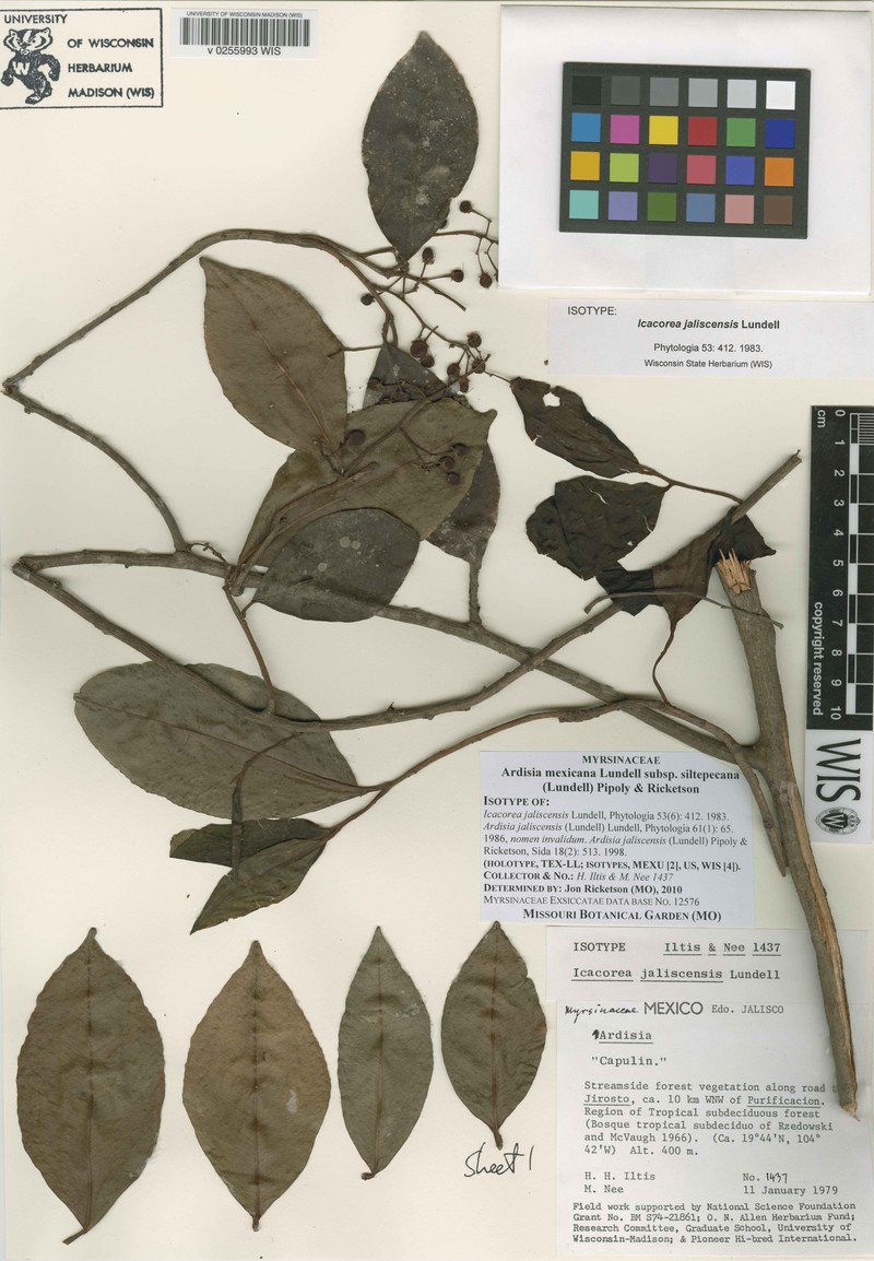 Ardisia mexicana photo 5