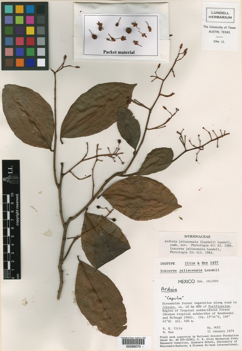Ardisia mexicana subsp. mexicana