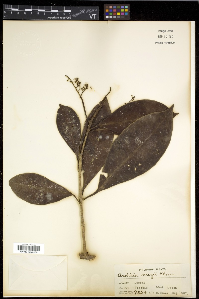 Ardisia mezii