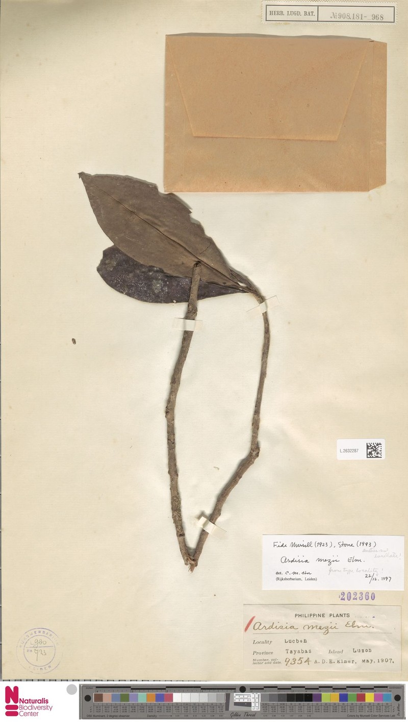Ardisia mezii photo 3