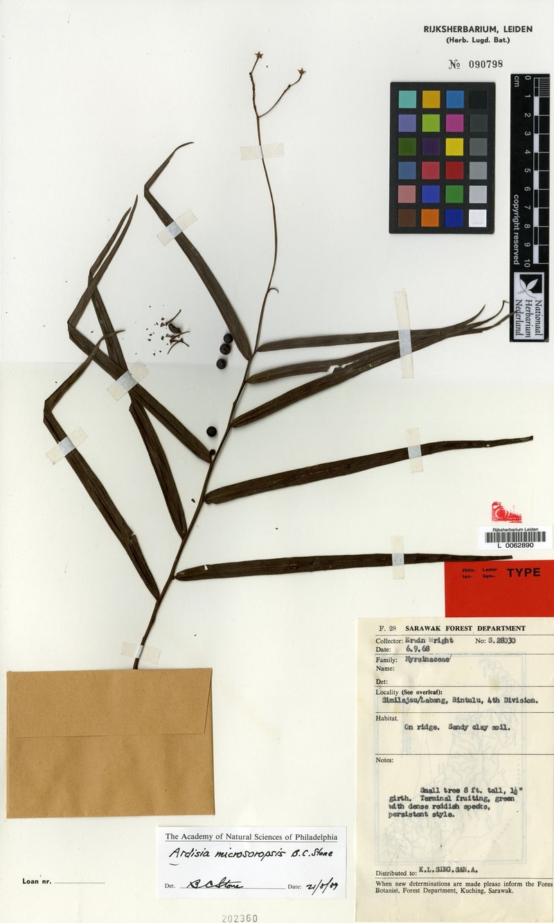 Ardisia microsoropsis