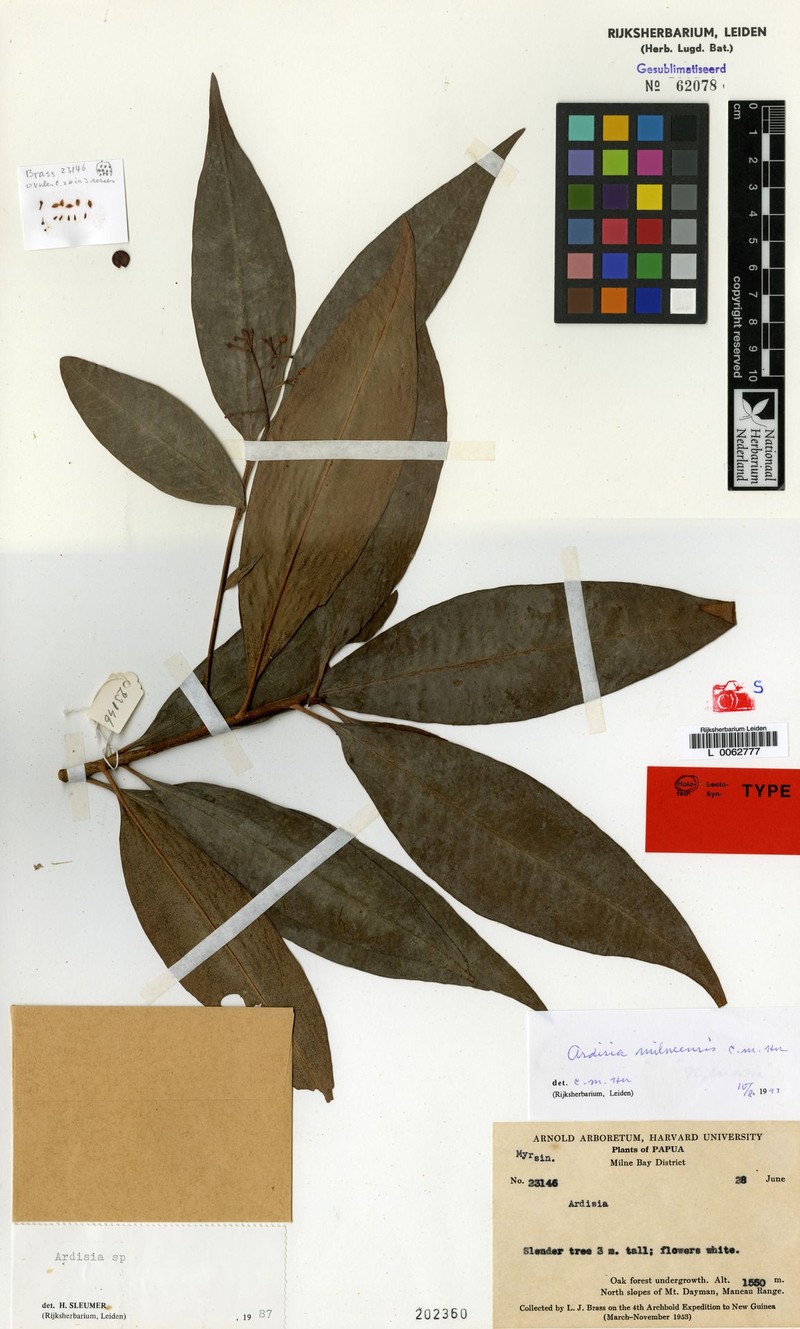 Ardisia milneensis