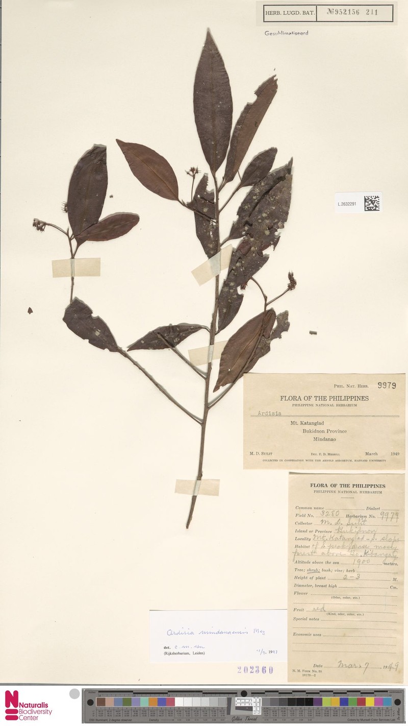 Ardisia mindanaensis