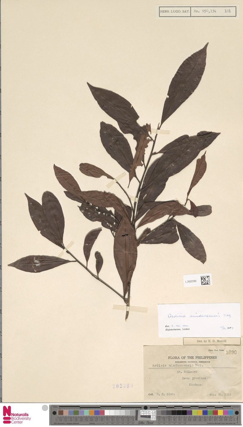Ardisia mindanaensis photo 2
