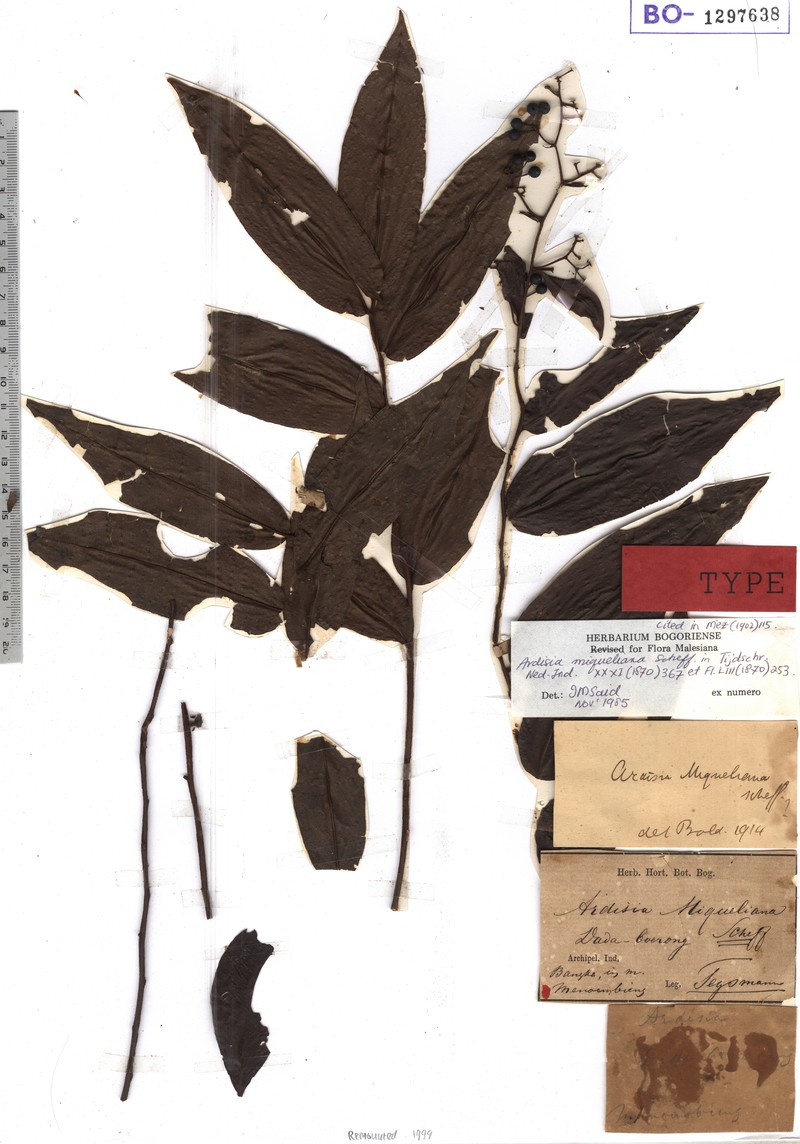Ardisia miqueliana photo 2