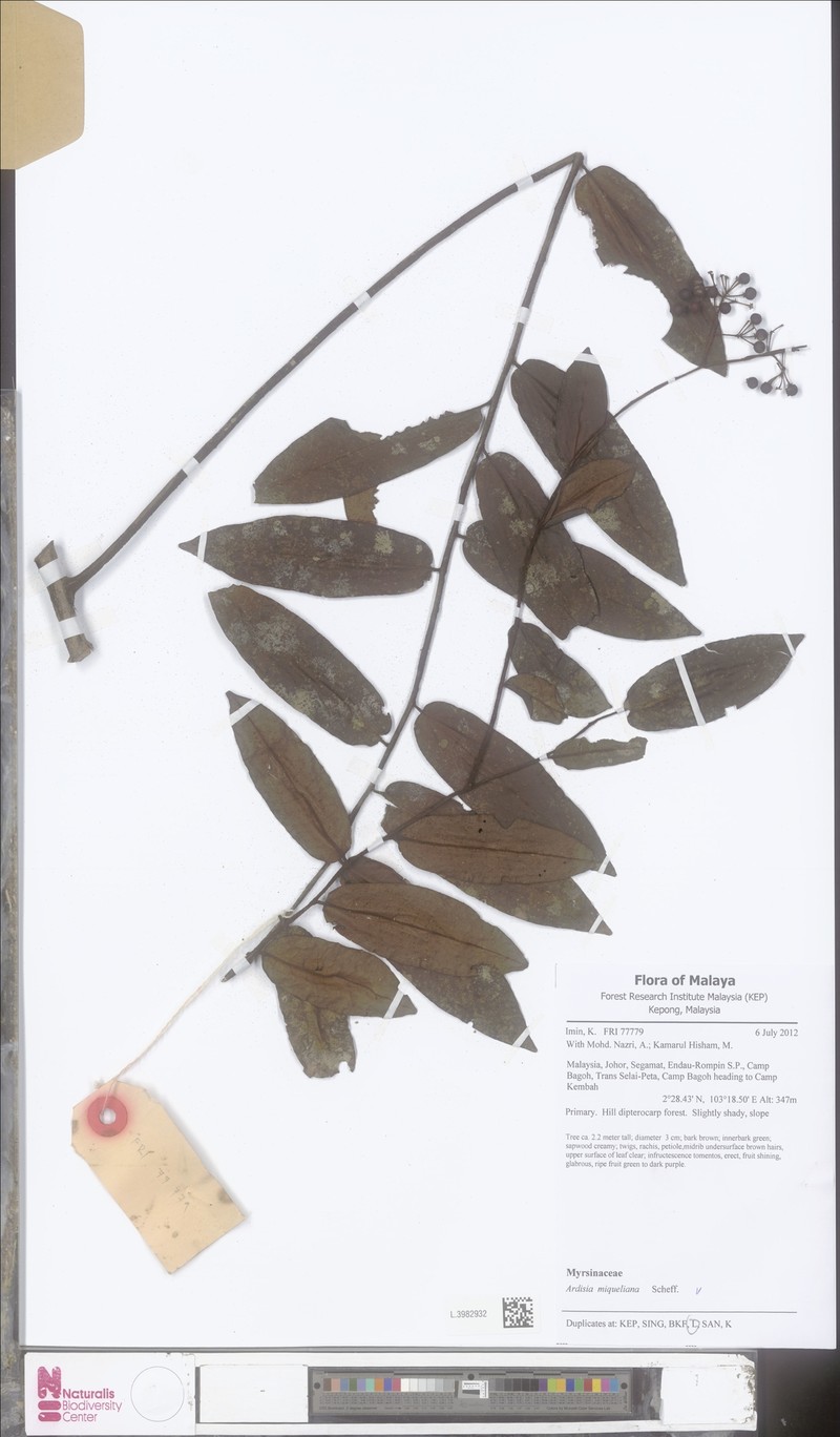 Ardisia miqueliana photo 3