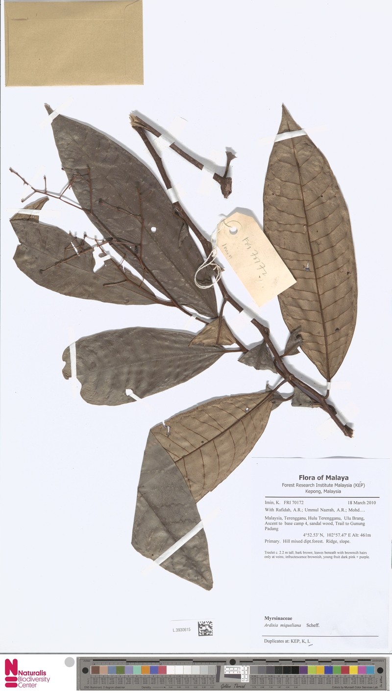 Ardisia miqueliana photo 4
