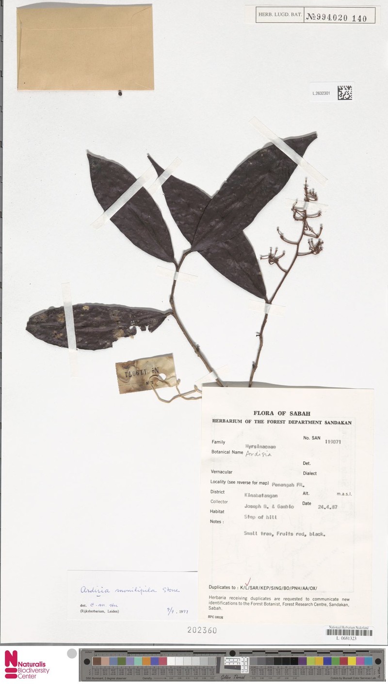 Ardisia monilipila