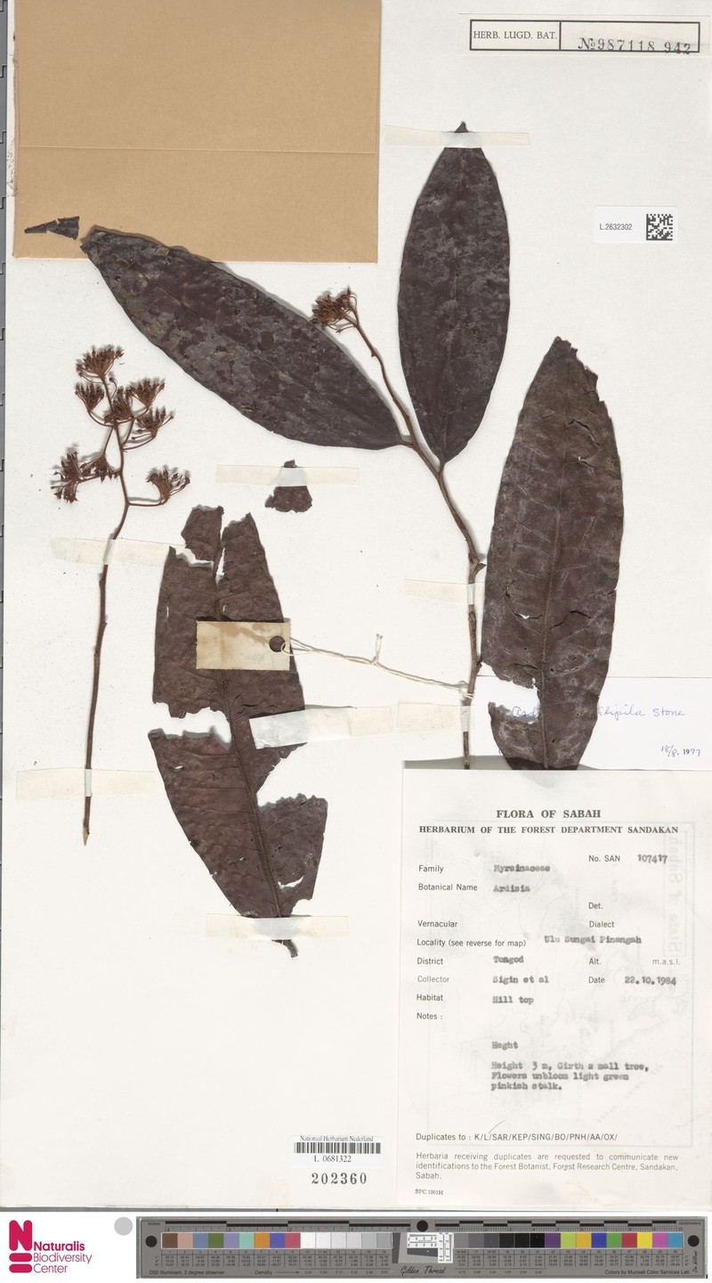 Ardisia monilipila photo 2