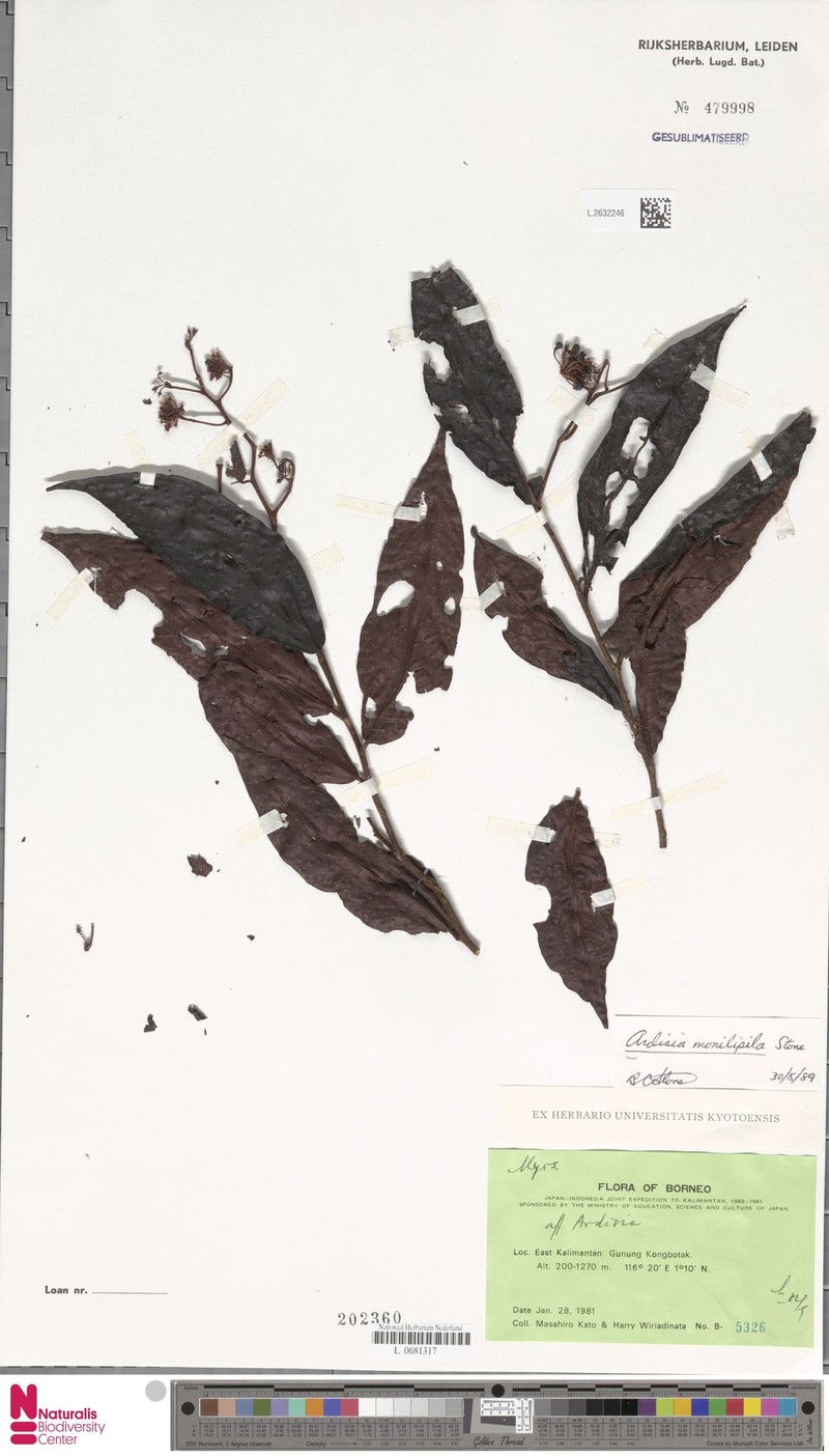 Ardisia monilipila photo 3