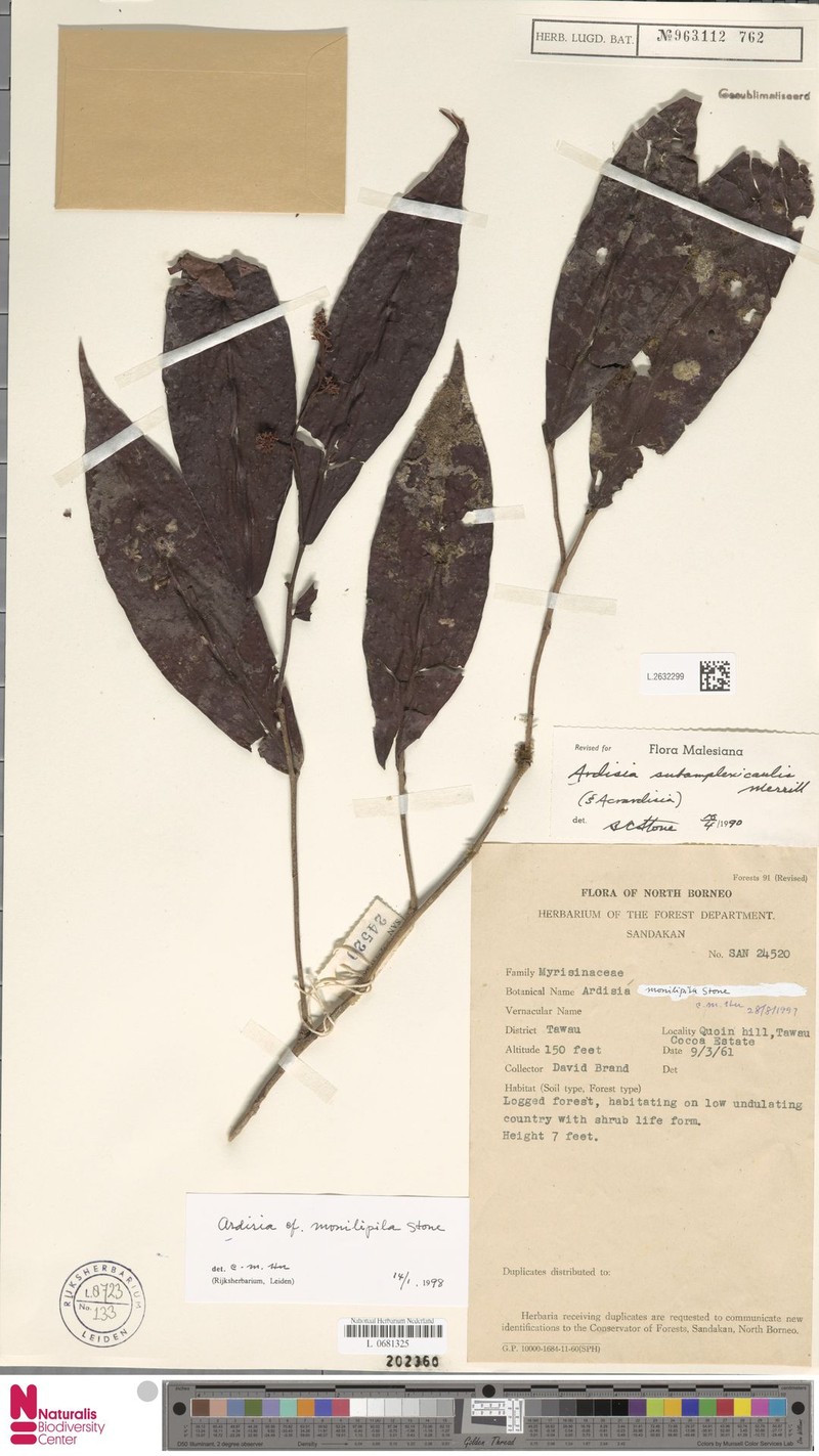Ardisia monilipila photo 4