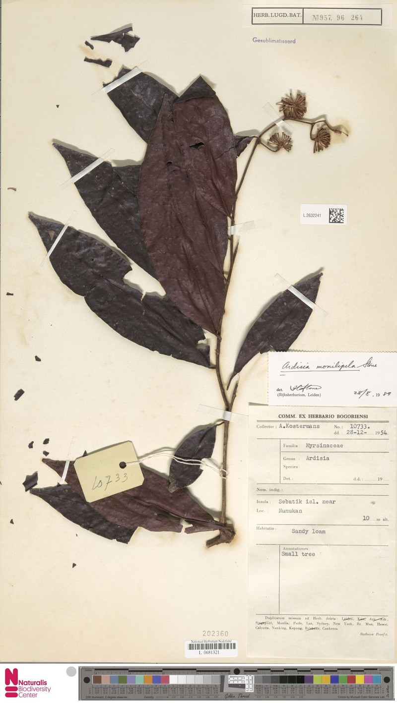 Ardisia monilipila photo 5