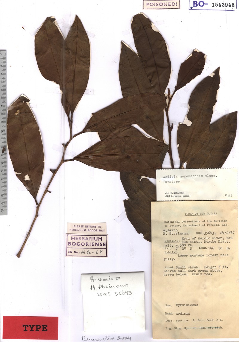 Ardisia morobeensis