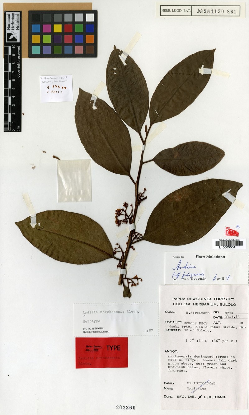 Ardisia morobeensis photo 2