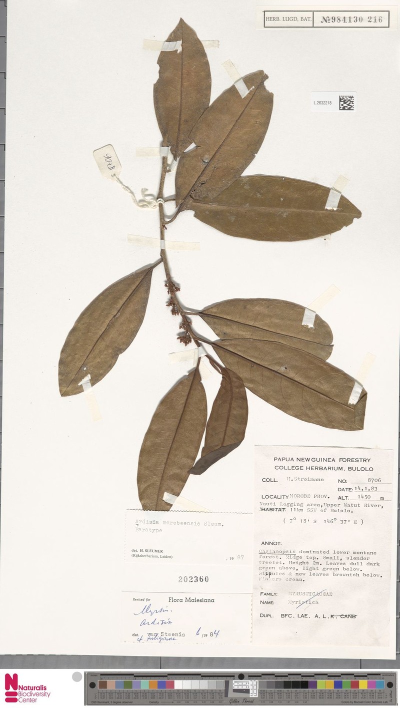 Ardisia morobeensis photo 3