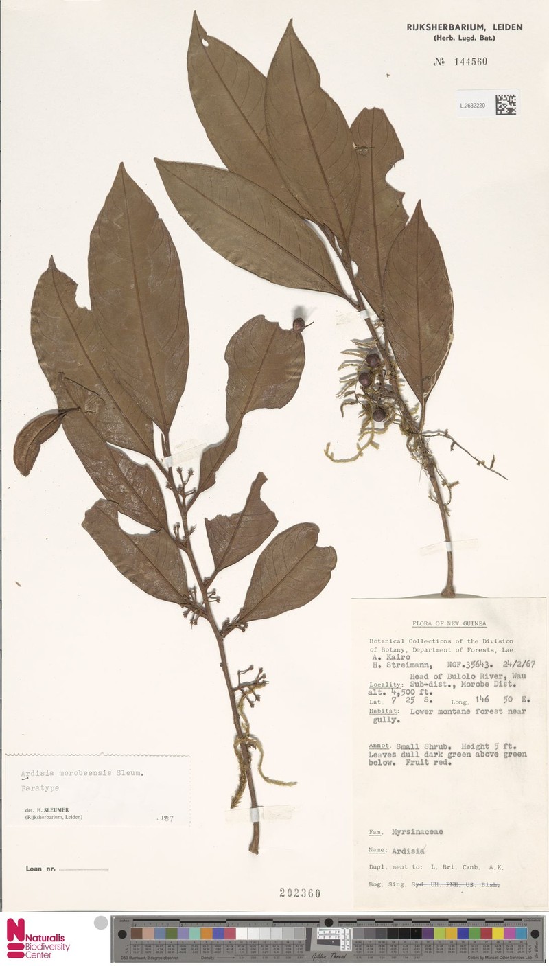 Ardisia morobeensis photo 4