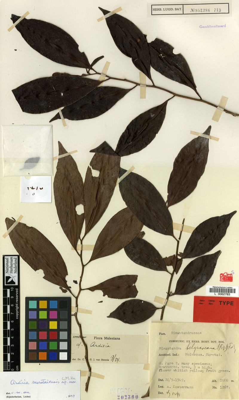 Ardisia morotaiensis