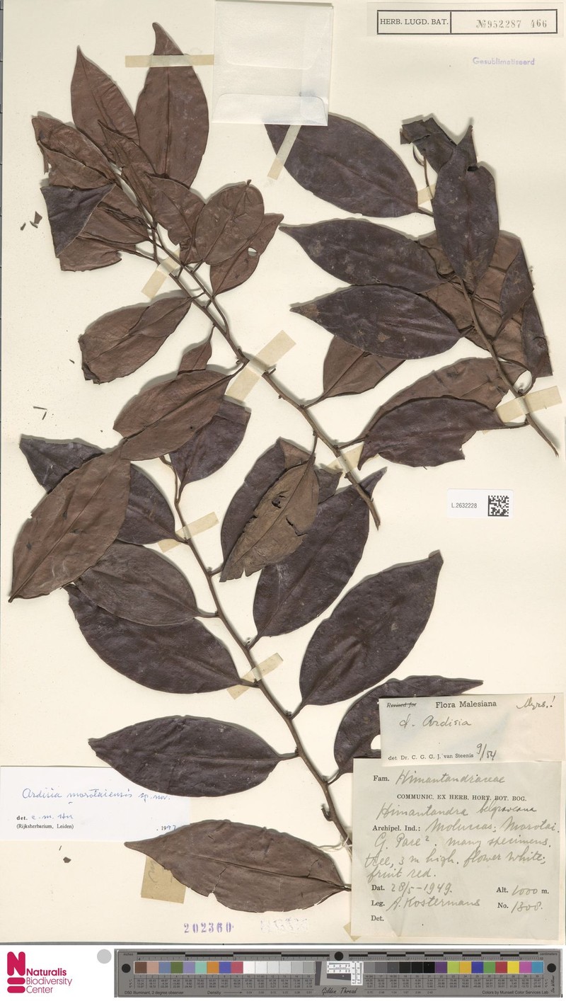 Ardisia morotaiensis photo 2