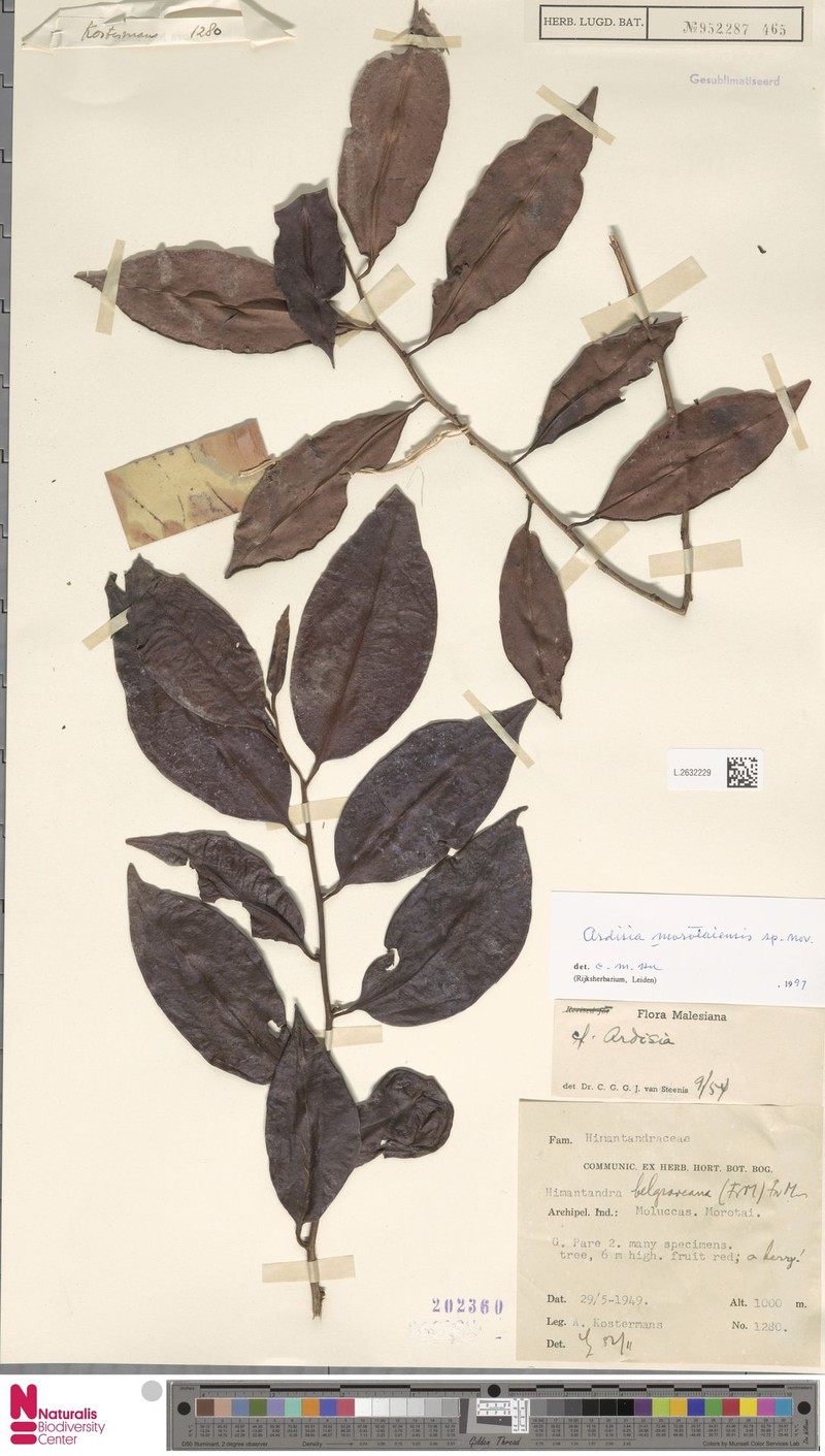 Ardisia morotaiensis photo 3