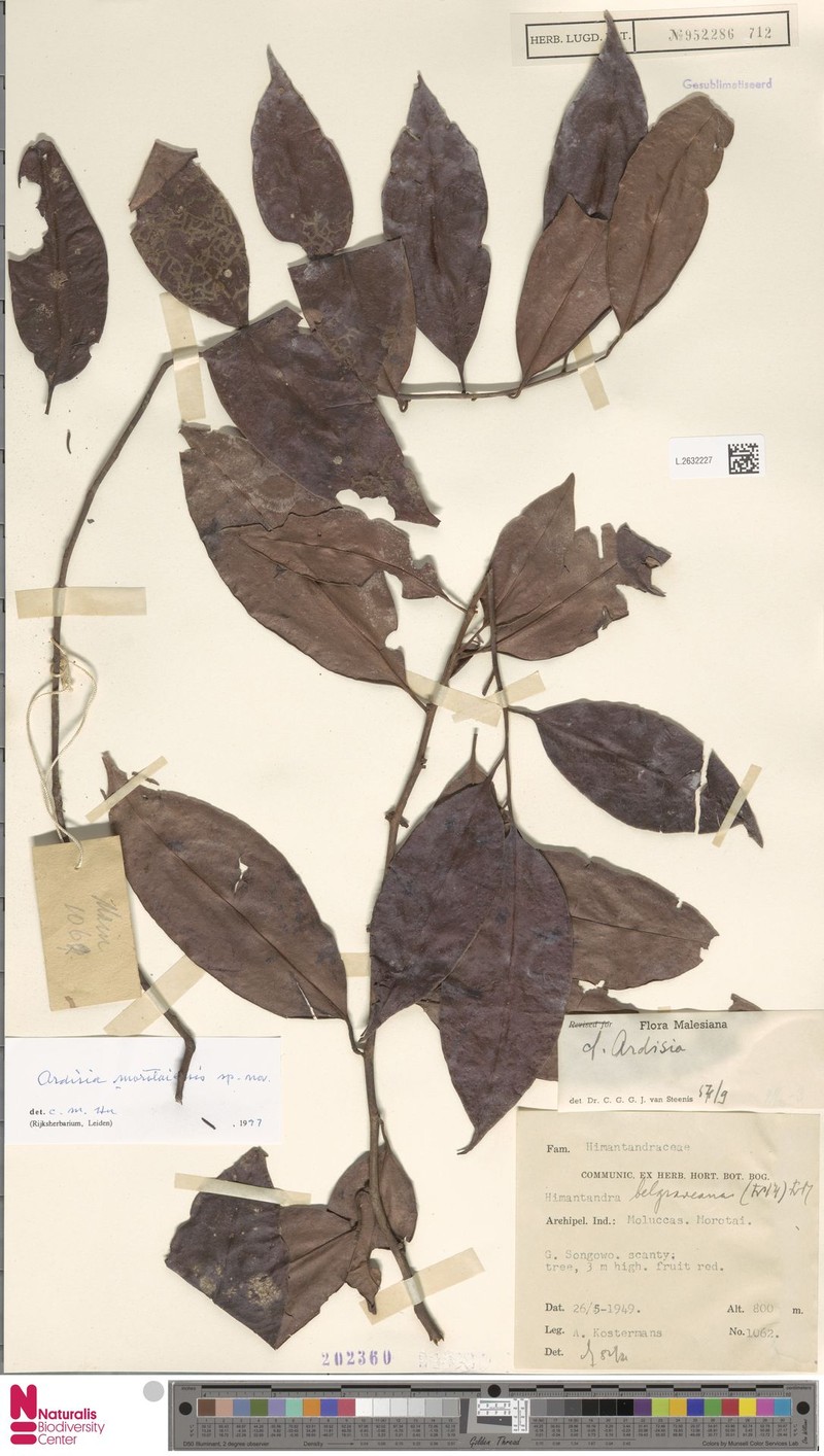 Ardisia morotaiensis photo 4