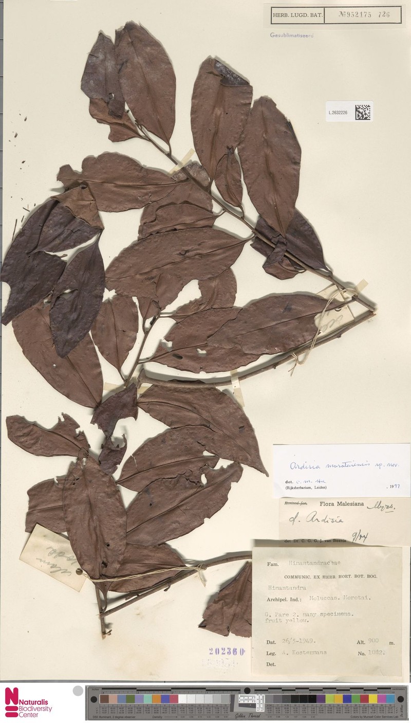 Ardisia morotaiensis photo 5