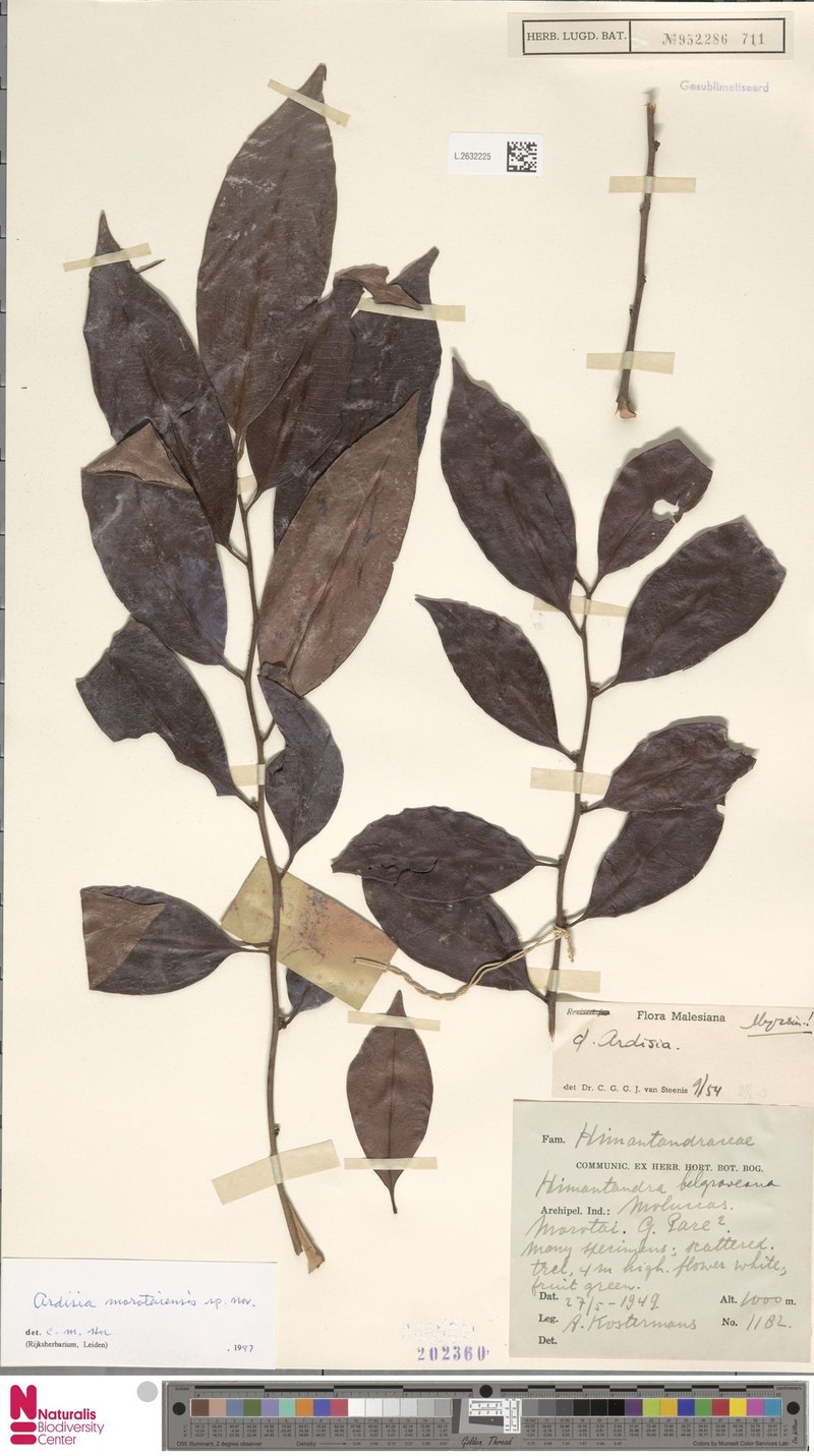 Ardisia morotaiensis photo 6