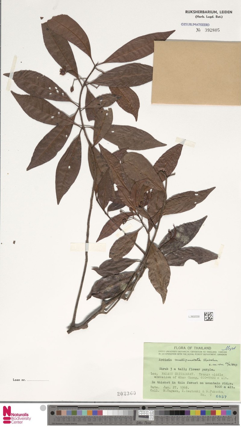 Ardisia multipunctata