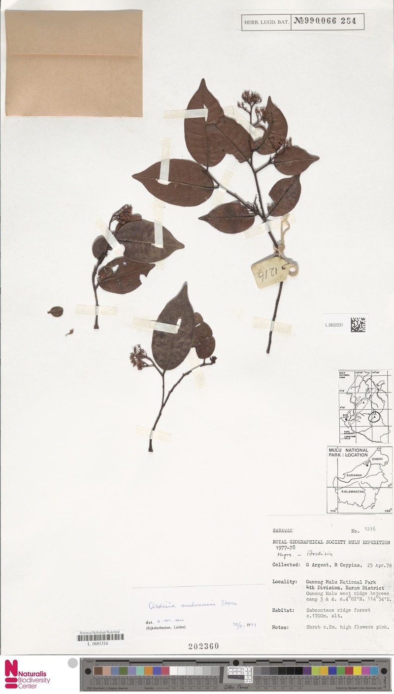 Ardisia muluensis