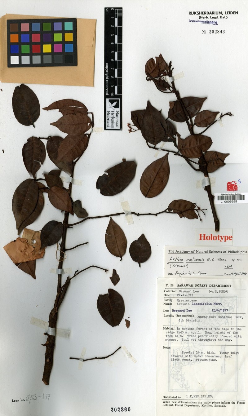 Ardisia muluensis photo 2